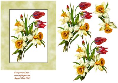 Daffs and Tulips Spring is Here