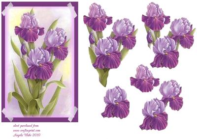 Large Iris's