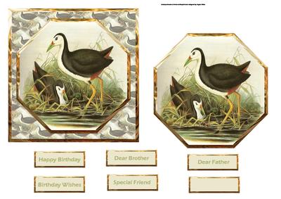 Wild Birds Enjoy the Water Card Front with Topper