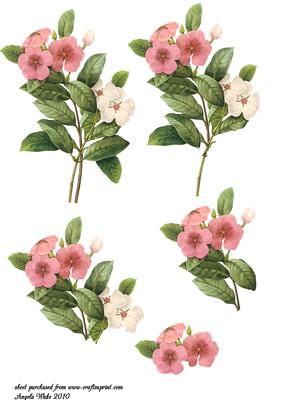 Pink and White Florals