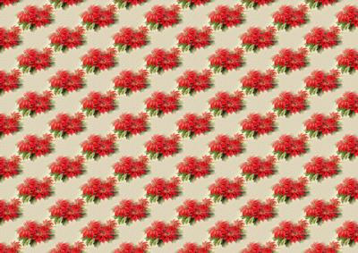 Red Poinsettia