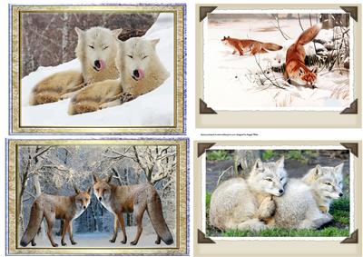 Fox Toppers, Arctic Fox, Red Fox, White Fox