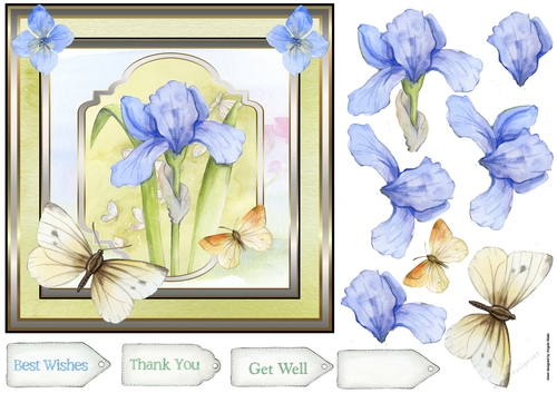 Iris and butterfly