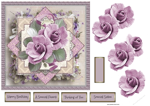 The lilac rose