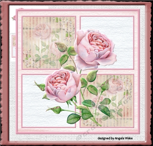 Pink English rose