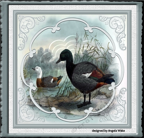 Male and female ducks