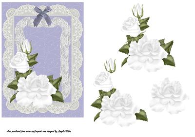 White Rose in Bloom