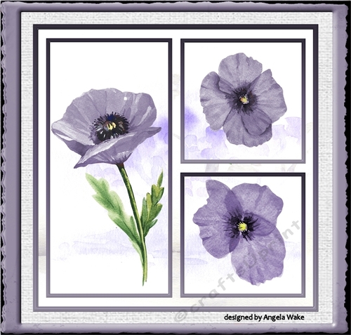 Purple poppy