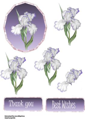 White and Lilac Iris with Plaid