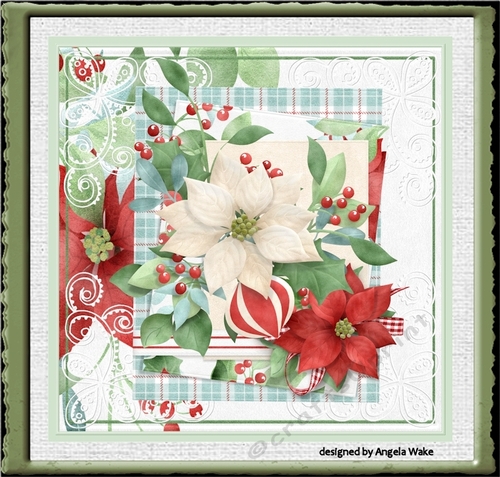 white and red poinsettia