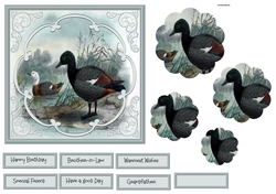 Male and female ducks 6x6 card