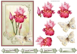Pink Iris 5x7