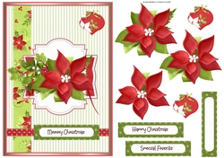 Red poinsettia A5