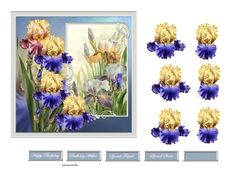 Mixed iris 6x6