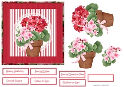 Potted Geraniums 6x6