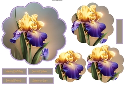 Yellow and purple Iris scallop 6x6