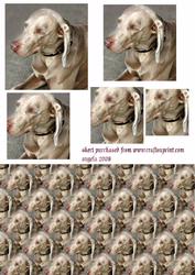 Weimaraner