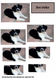 Collie Pup
