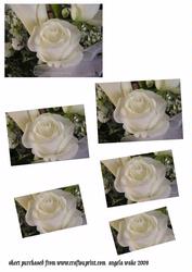 Multi Purpose Rose