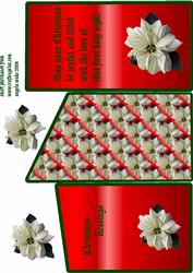 Christmas White Poinsettia
