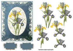 Blue and Yellow Iris