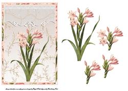 Small Pink Lillies