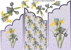 Purple and Yellow Iris Cascade