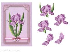Open Iris Purple