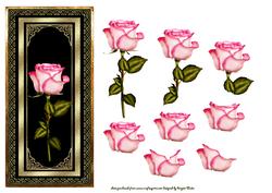 A Single Rose