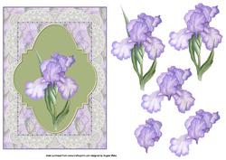 Purple Iris