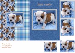 Jasper Puppy
