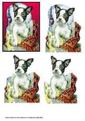 Jack the Terrier