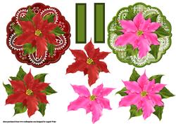 Christmas Poinsettias