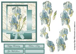 Bearded Iris