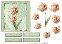 Pink Tulip