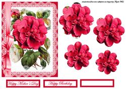 Large Red Rose