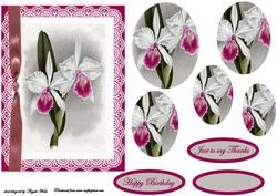 Iris Vintage