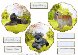 Dogs, Cockerspaniel, Poodle, Schnauzer