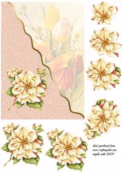 Camellia and Tulips