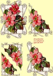 Camelia and Scrolls
