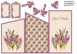 Crocus for February