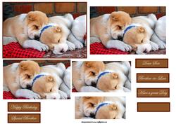 Puppy Dog Litter Mates Card Front with Pyramage