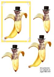 Kitbanana