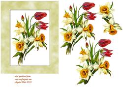 Daffs and Tulips Spring is Here