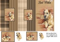 Suki Terrier