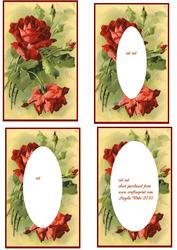 Ruby Red Rose