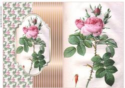 Pink Rose Fold Back Card
