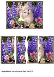 White Kitten Within the Lupin Flowers