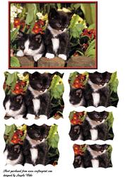 Black and White Kittens