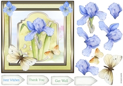 Iris and butterfly
